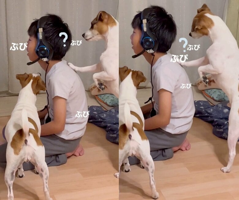 ぷぴ？ぷぴ？ぷぴ？（提供：あずもなさん）