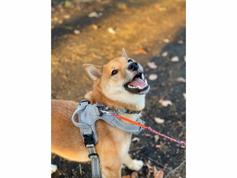 提供：柴犬まるやん日記さん