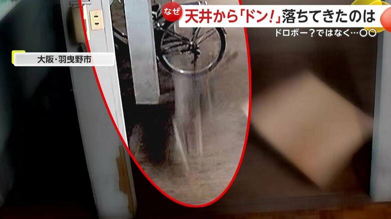駐輪場の天井裏から突然落下したアライグマ2匹（15日午後6時30分ごろ、大阪・羽曳野市）