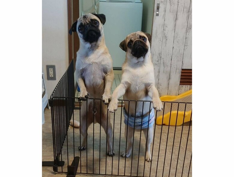 左：たまごくん　右：おもちくん（提供：たまごandおもちさん）