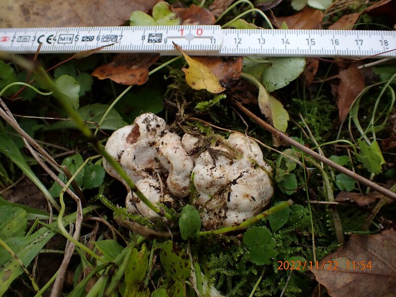 今回の研究で収穫したトリュフ（提供：森林総合研究所）