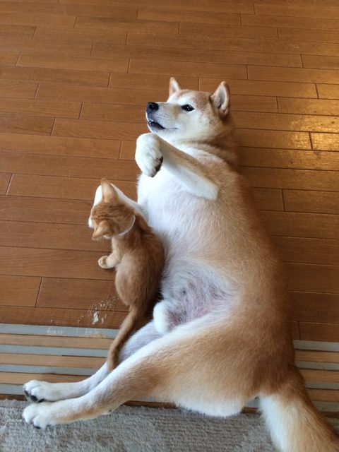 ちまきくんを保護してからの2匹（提供：エンとちぃさん）
