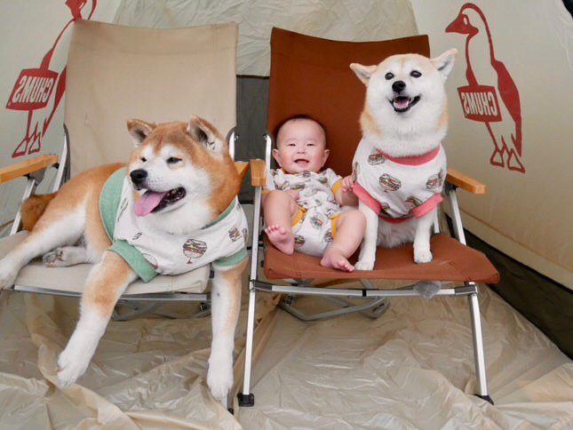 提供：飼い主さん（＠shibainu.berry）