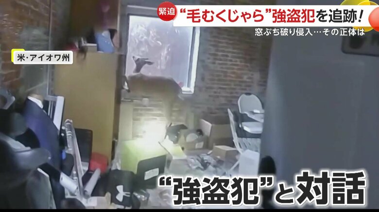 部屋の窓から逃走を図ろうとしていたシカ