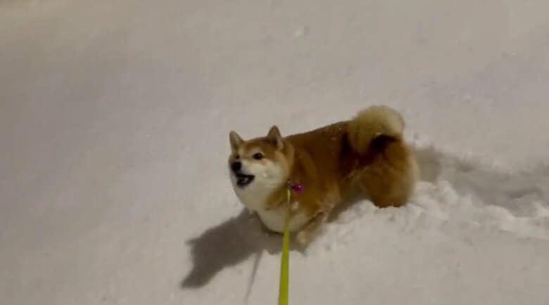 じっと雪を見つめて…