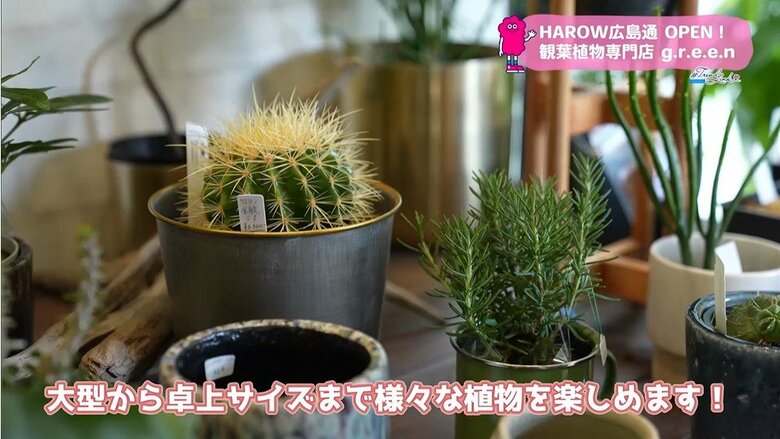 様々なサイズの植物たち