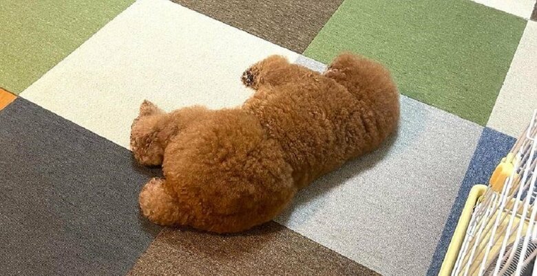 ゴロンとしていると頭とお尻の判別が難しいときが…
