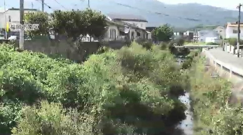 川沿いに生い茂るオオブタクサ