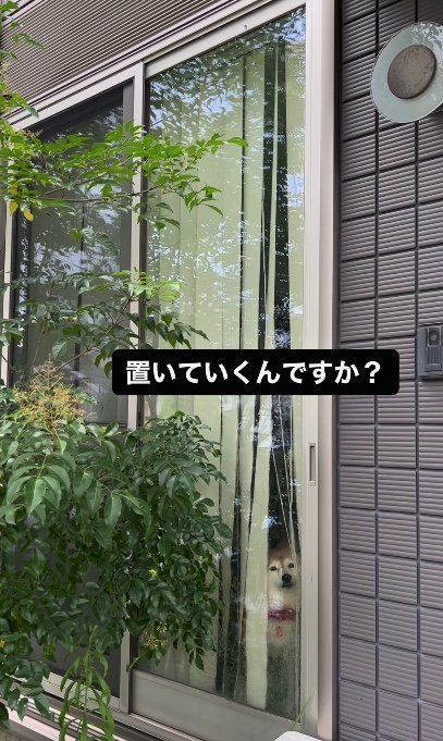 提供：橋本真実さん