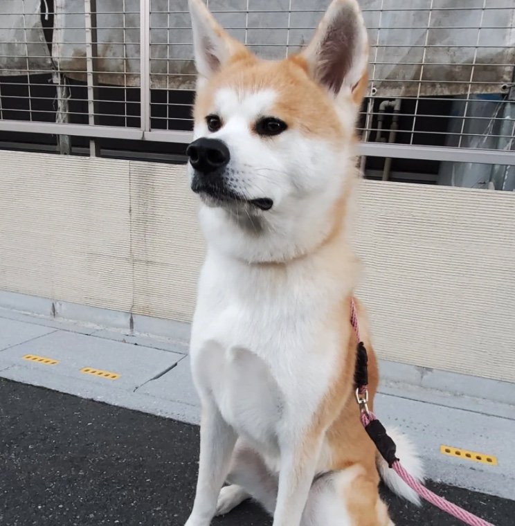 杏ちゃん（提供：秋田犬 杏(あん)と蓮(れん)さん）