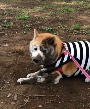 以前にも同じような「顔の半分だけ真っ黒」スタイルに…