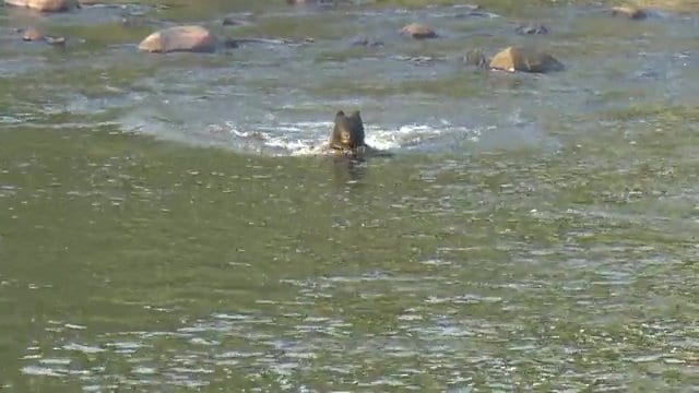 川を泳ぐクマ