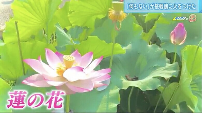 志和町の特産品・レンコンに咲く花