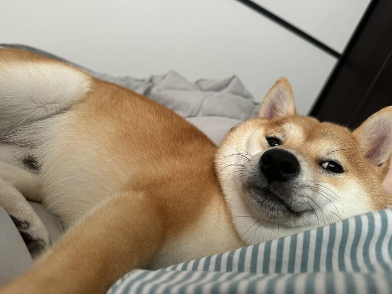 提供：わさび一族さん