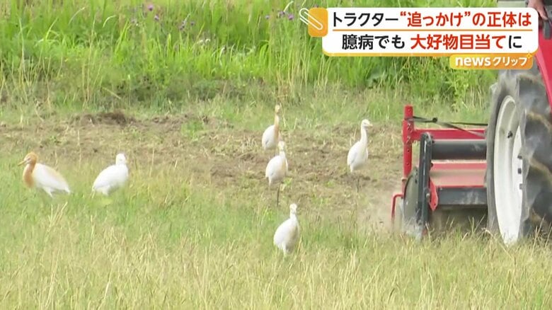 トラクターのあとを追う白い鳥たち