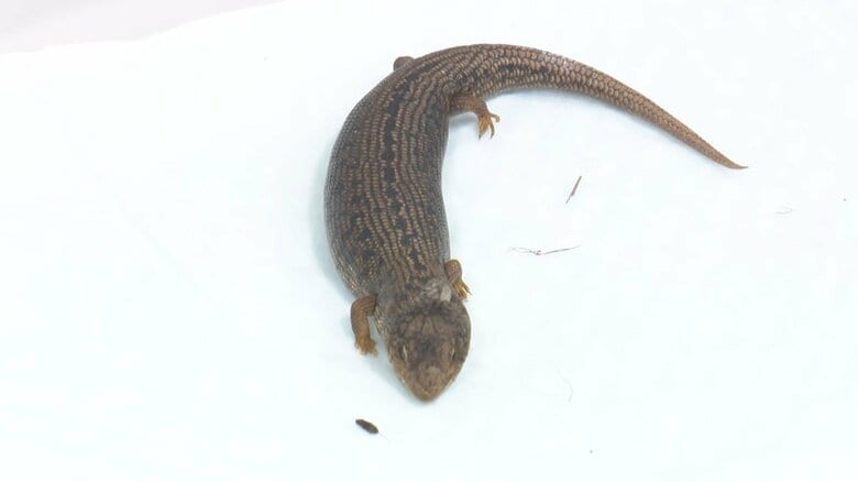 絶滅危惧種の「アデレードアオジタトカゲ」
