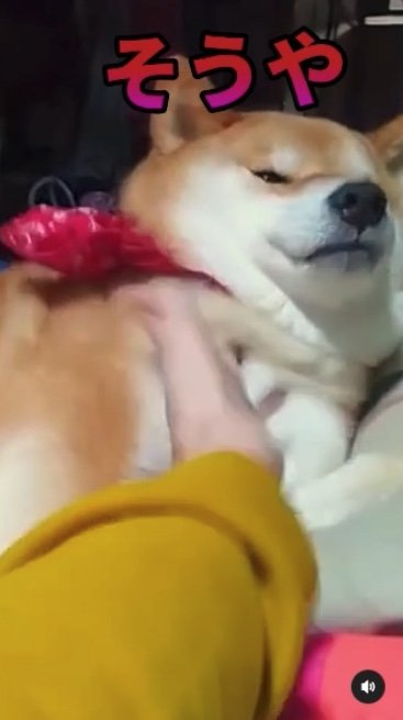 提供：柴犬スティーブch【コーギーと猫を添えて】さん