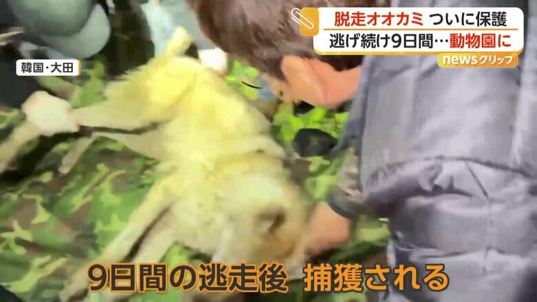 少しぐったりとした様子（Daejeon City Corporation / Daejeon O-World）