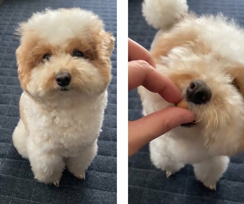 ガン見してから、犬用のパンをもらう（投稿動画とは別の日に撮影）