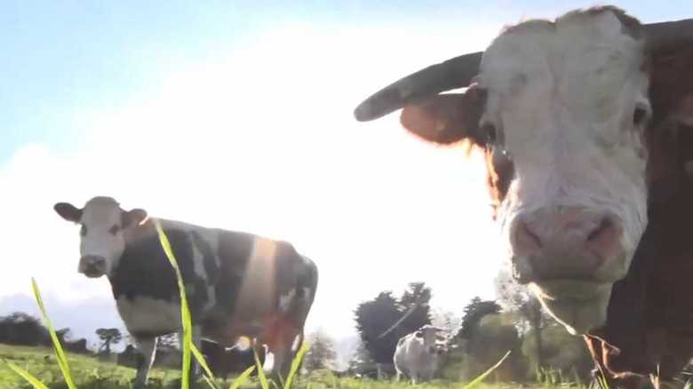 牛のゲップに含まれる温室効果ガスは豚の6倍以上!? 牛肉と地球温暖化の微妙な関係