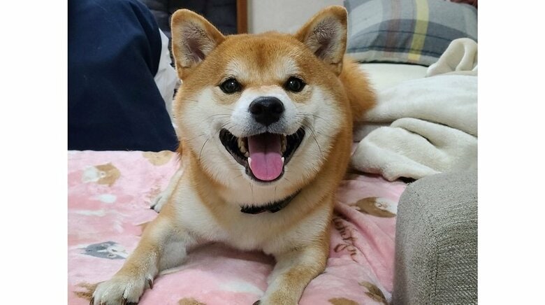 柴犬の麦くん