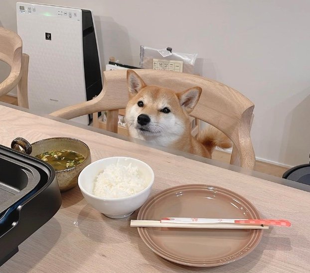 提供：柴犬りんご郎 YouTube 