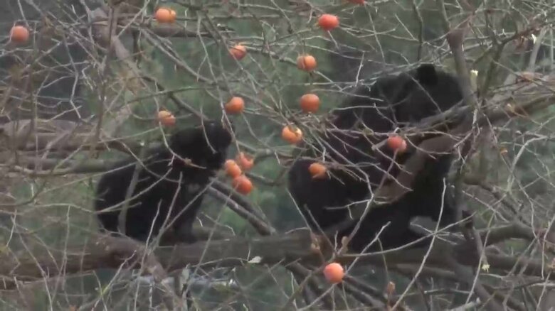 11月、柿の木に2日連続で2頭のクマ（岩泉町）