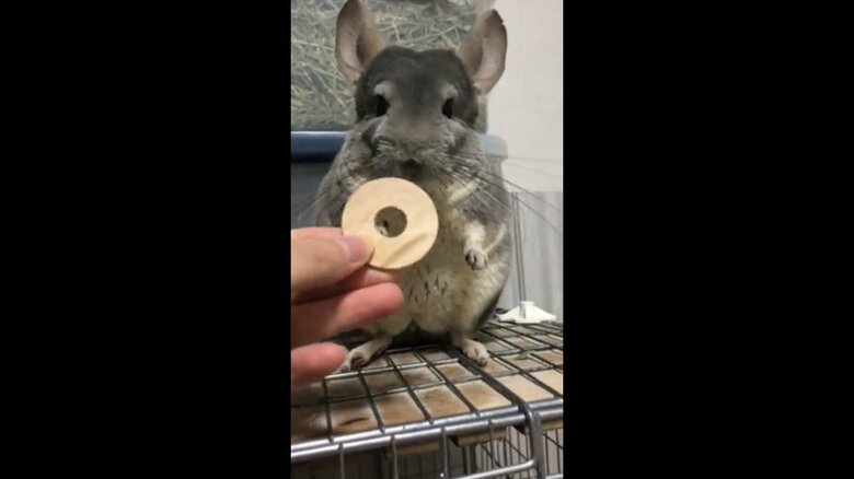 ワッシャーをムーくんに渡そうとする飼い主