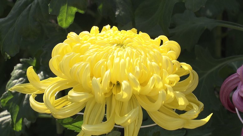 色鮮やかな大輪の花…愛好家が育てた菊の花の展示会 猛暑の影響で生育遅く11月上旬には見ごろに