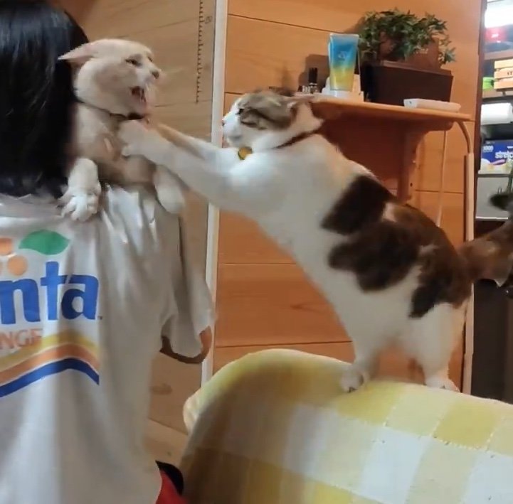 提供：nyaokoさん