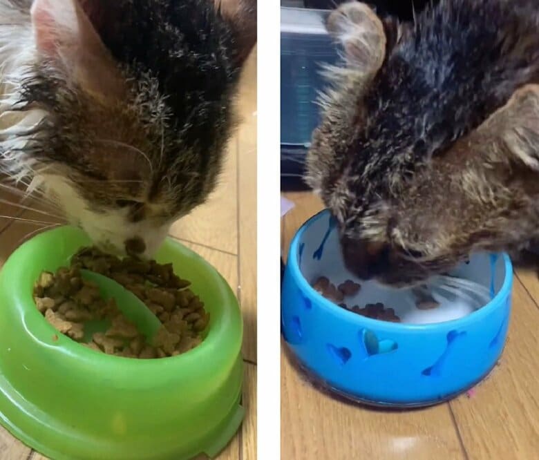 ごはんを食べる2匹