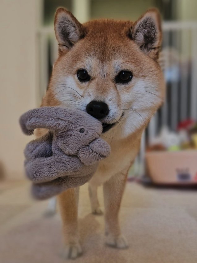 提供：kuroazu_beansさん