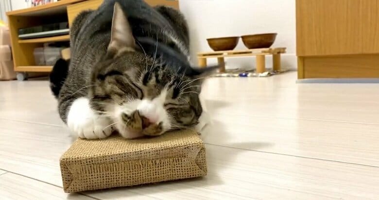 ウットリ顔でスリスリ
