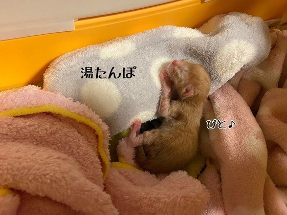 提供：ちょとさん
