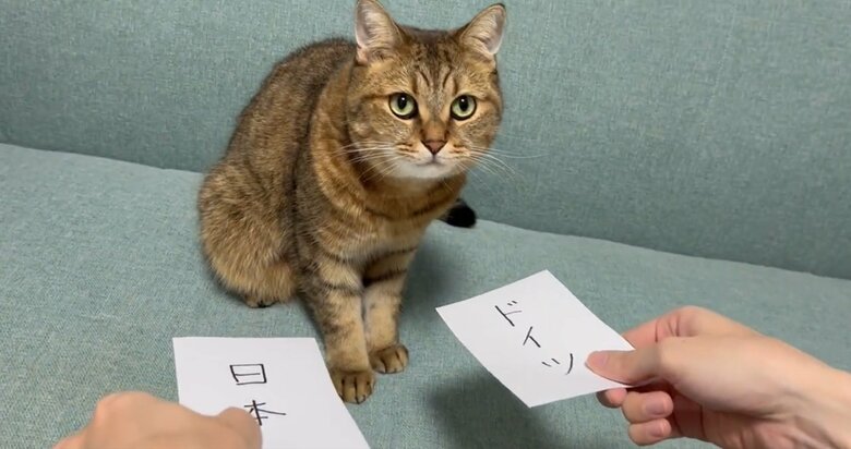 提供：みにら日記-MiniraDiary-さん