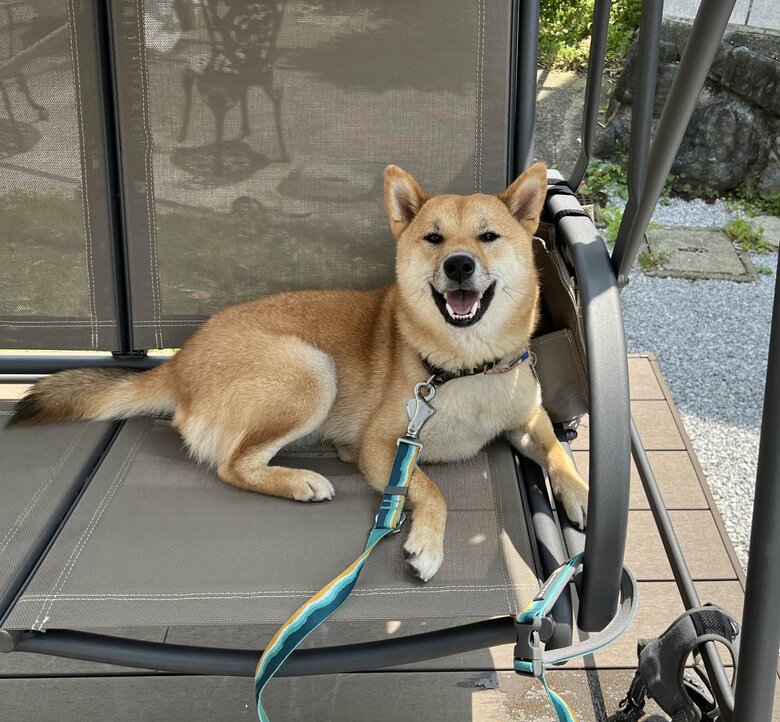提供：柴犬まるやん日記さん