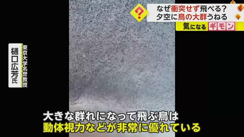 動体視力が優れているというトモエガモ