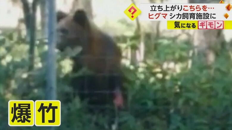 爆竹に驚き、ヒグマはようやく逃げていった
