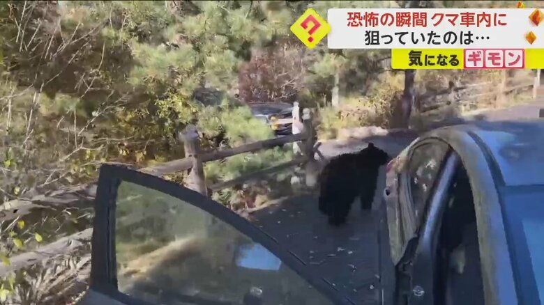「出て行け！」と言われ、車から出ていくクマ④