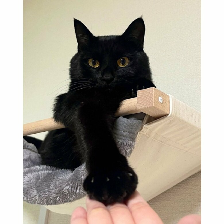 ハンモックの上　前脚を伸ばしてまるで握手会？