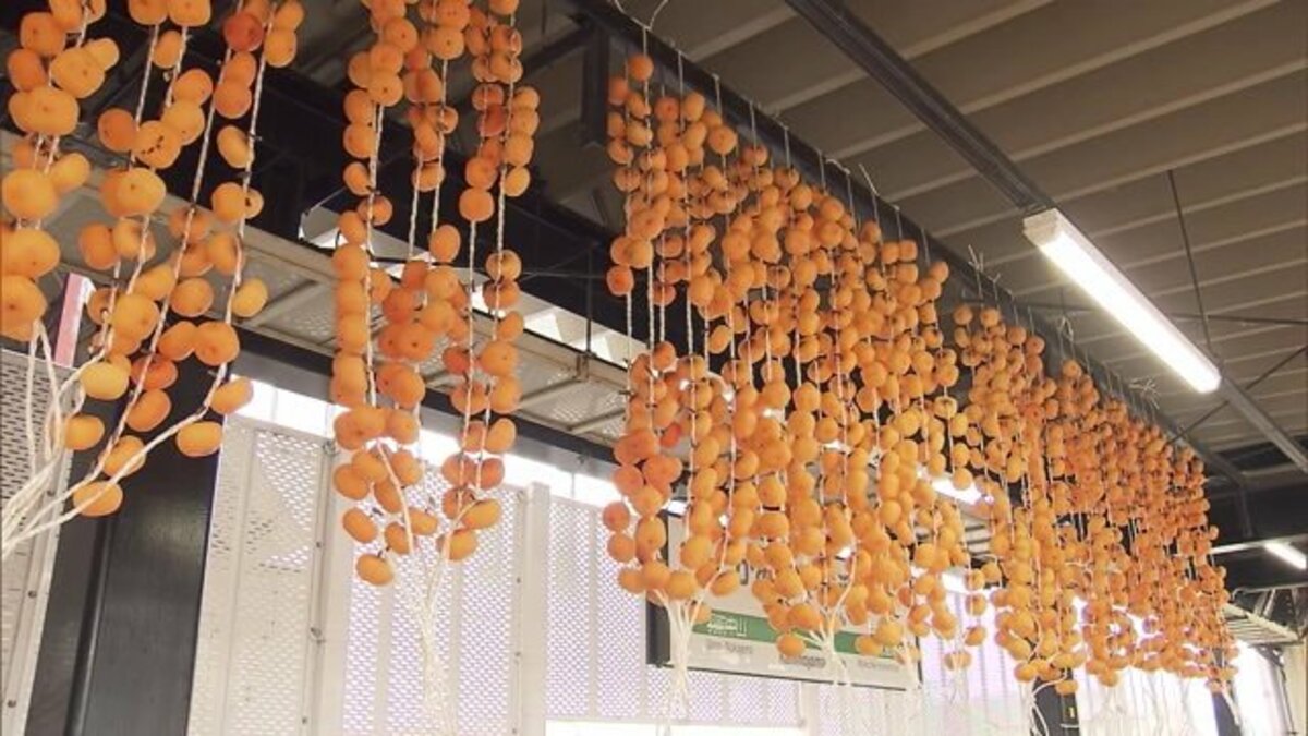 オレンジ色のカーテン“紅柿のれん”が冬の訪れ告げるも…「こんなに オレンジ色のカーテン“紅柿のれん”が冬の訪れ告げるも…「こんなに