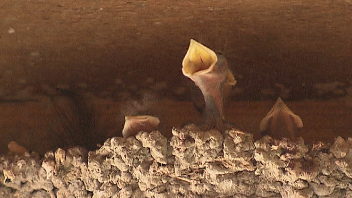 納屋に約40個のツバメの巣…ヒナはすくすく成長中 “傘の花”でフン
