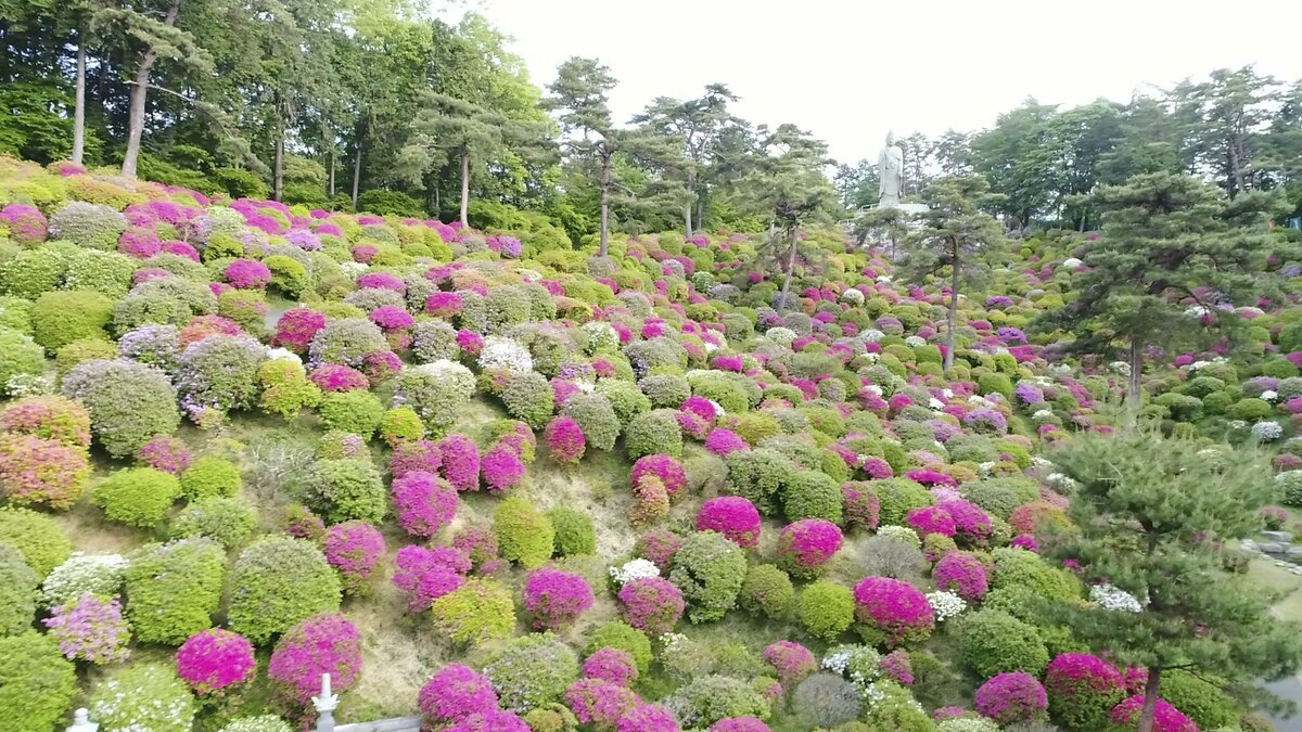 圧巻 ドローンで見せる1万3000本のつつじ 花の寺 塩船観音寺 動画