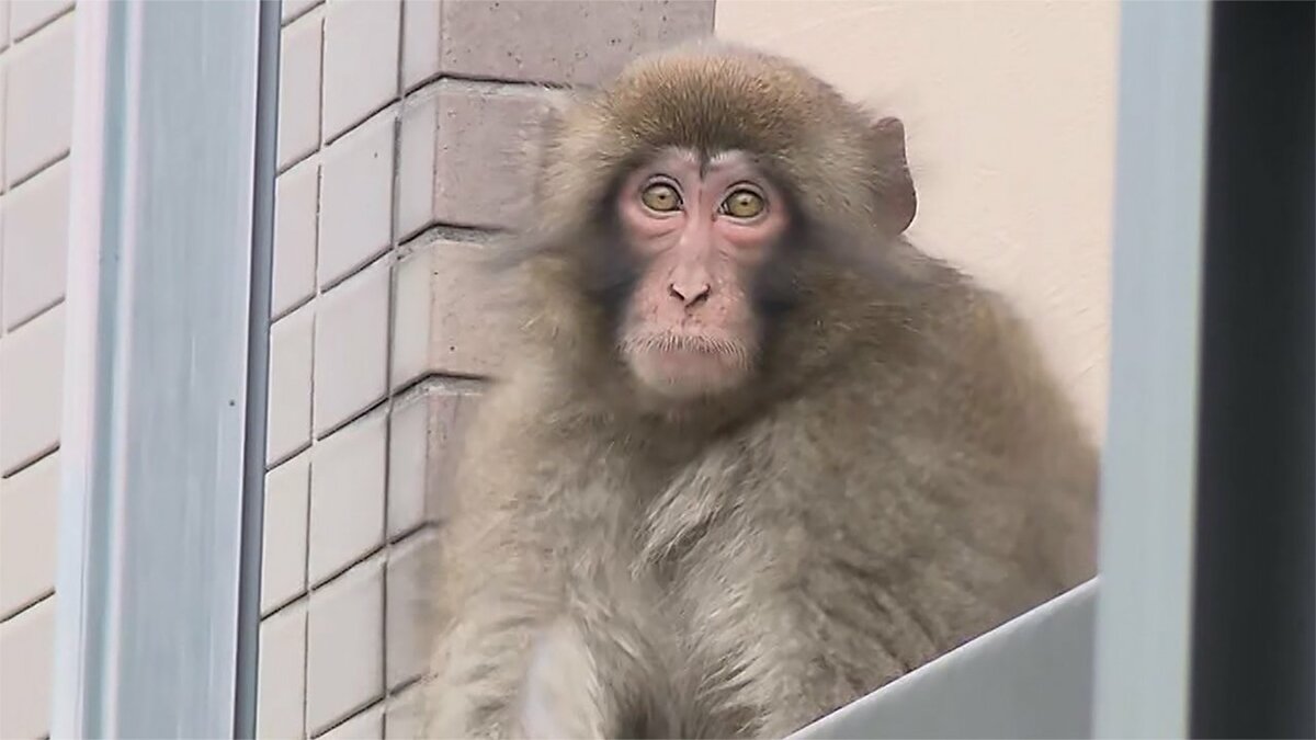 都心で騒動 品川ザル がまた 電線の上でカラスとバトル 都心で騒動 品川ザル がまた 電線の上でカラスとバトル