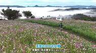 「天空のコスモス畑」　５００万本のコスモスと雲海のコラボ　世羅町「花の駅せら」　広島