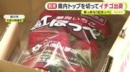 静岡県内のＪＡのトップを切ってイチゴを出荷　真っ赤な「紅ほっぺ」 長雨が続くも農家の努力で例年並みの出来に　クリスマスに向け出荷本格化　静岡・掛川市
