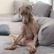 「なんでこんな早朝に」4時半に散歩で起こされた犬の姿が人間みたい…不満そうだけど大丈夫？その後を聞いた