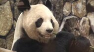 アドベンチャーワールドのジャイアントパンダ全4頭が6月に中国返還へ…現在24歳で高齢の良浜「環境が整っている中国で過ごすことが望ましい」和歌山