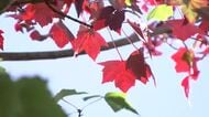 「寒露」県内各地で冷え込み　薮川（盛岡市）は氷点下に　岩手県