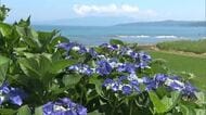 秋の花・コスモスも！？梅雨前に咲き誇る島の花々　アジサイ・トビシマカンゾウなどが見頃迎える　新潟・佐渡市